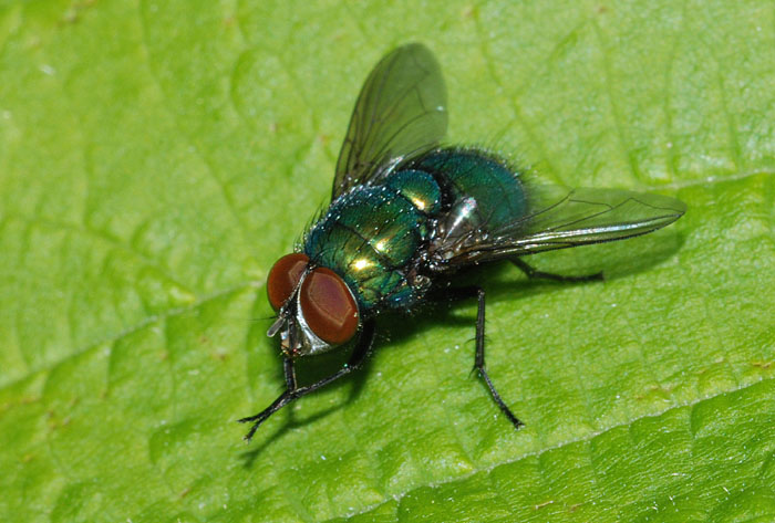 Calliphoridae da det.